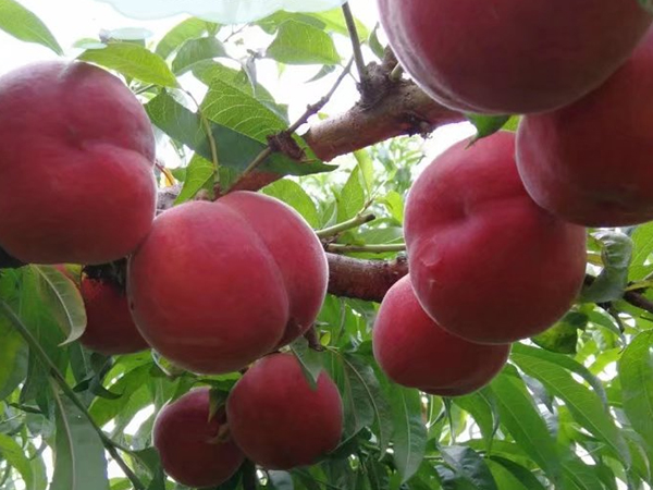<b>紅不軟</b>