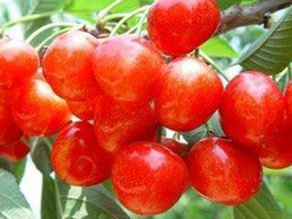 果樹(shù)苗