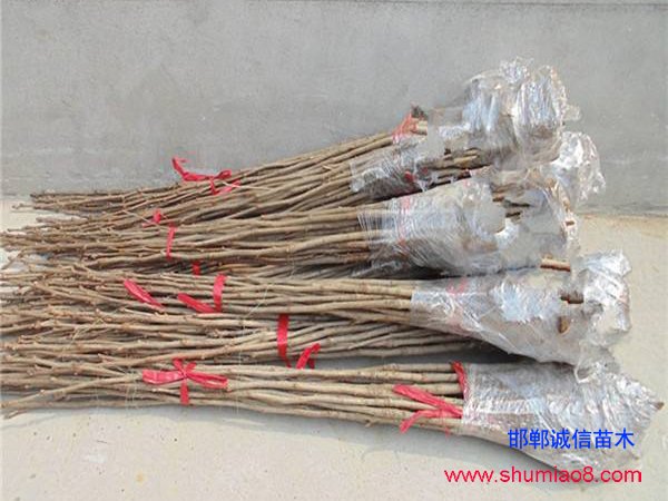 果樹(shù)苗保存