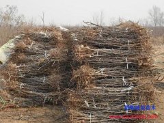 邯鄲棗樹苗：2019年春季1-3公分棗樹苗供應