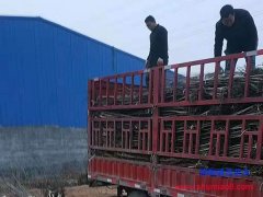 邯鄲核桃苗：1-3公分核桃樹苗供應有嫁接好的