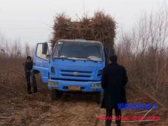 邯鄲桃樹苗：供應3-5公分占地桃樹苗價格便宜