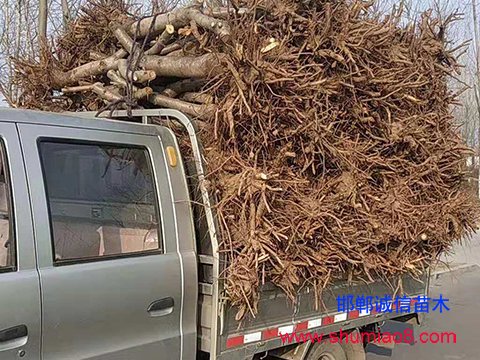 現(xiàn)挖桃樹(shù)苗裝車送貨