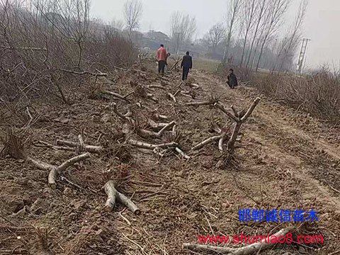 桃樹(shù)苗正在挖