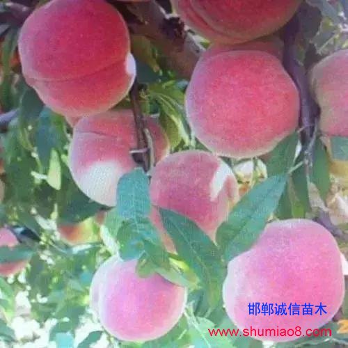 什么樣的桃苗是優質桃苗？桃子種類日漸多樣化，咱們種哪個？