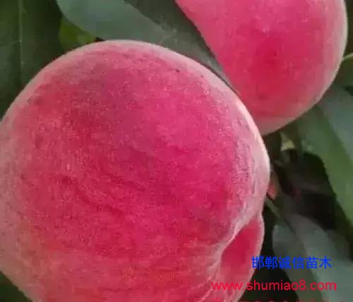 什么樣的桃苗是優質桃苗？桃子種類日漸多樣化，咱們種哪個？