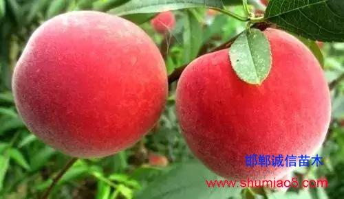 什么樣的桃苗是優質桃苗？桃子種類日漸多樣化，咱們種哪個？