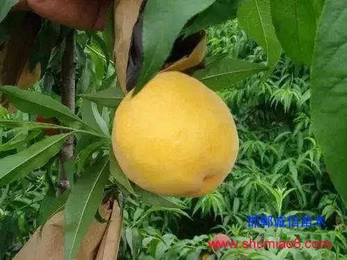 什么樣的桃苗是優質桃苗？桃子種類日漸多樣化，咱們種哪個？
