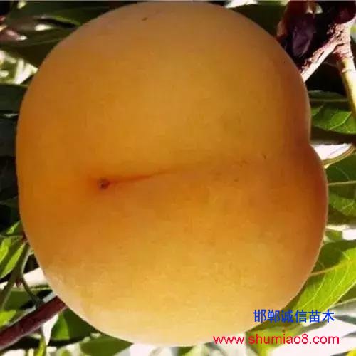 什么樣的桃苗是優質桃苗？桃子種類日漸多樣化，咱們種哪個？