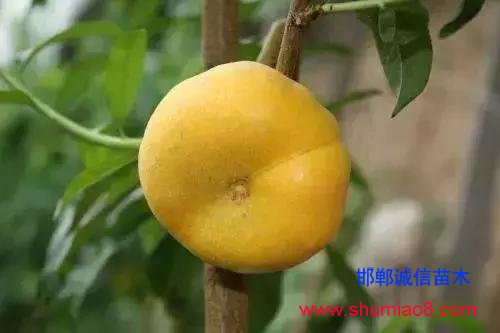 什么樣的桃苗是優質桃苗？桃子種類日漸多樣化，咱們種哪個？