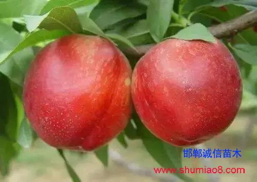 什么樣的桃苗是優質桃苗？桃子種類日漸多樣化，咱們種哪個？