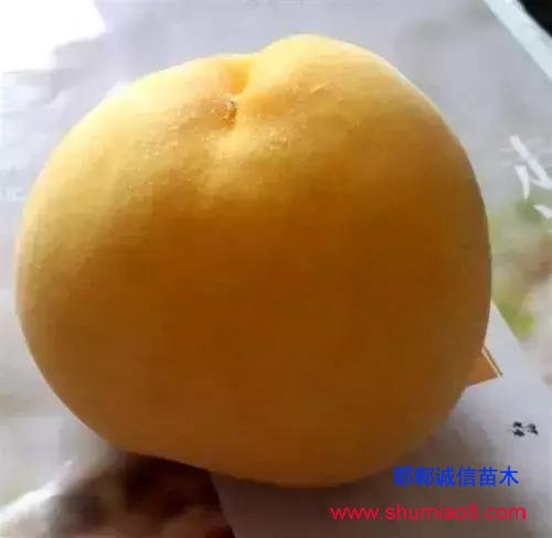 什么樣的桃苗是優質桃苗？桃子種類日漸多樣化，咱們種哪個？