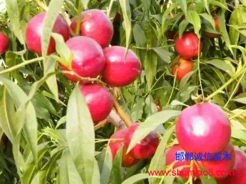 什么樣的桃苗是優質桃苗？桃子種類日漸多樣化，咱們種哪個？