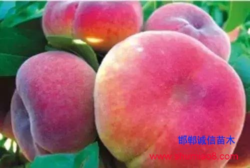 什么樣的桃苗是優質桃苗？桃子種類日漸多樣化，咱們種哪個？