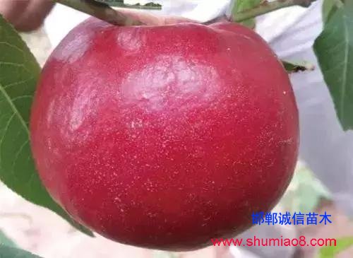 什么樣的桃苗是優質桃苗？桃子種類日漸多樣化，咱們種哪個？