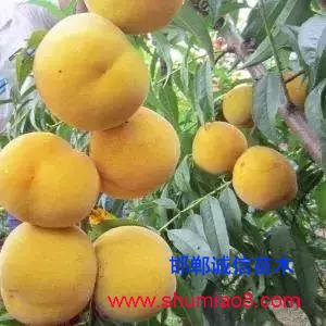 什么樣的桃苗是優質桃苗？桃子種類日漸多樣化，咱們種哪個？
