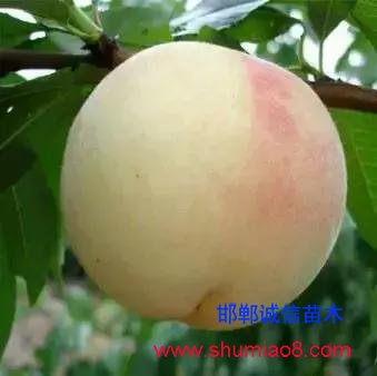 什么樣的桃苗是優質桃苗？桃子種類日漸多樣化，咱們種哪個？