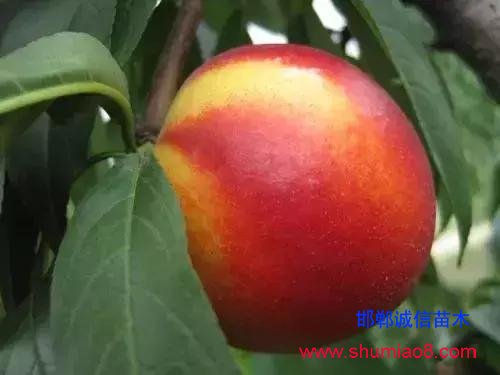 什么樣的桃苗是優質桃苗？桃子種類日漸多樣化，咱們種哪個？