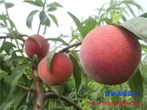 什么樣的桃苗是優質桃苗？桃子種類日漸多樣化，咱們種哪個？