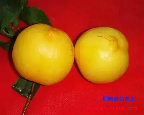 什么樣的桃苗是優質桃苗？桃子種類日漸多樣化，咱們種哪個？