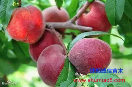 什么樣的桃苗是優質桃苗？桃子種類日漸多樣化，咱們種哪個？
