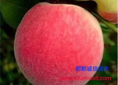 什么樣的桃苗是優質桃苗？桃子種類日漸多樣化，咱們種哪個？