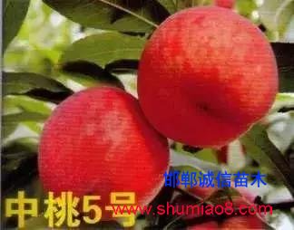 什么樣的桃苗是優質桃苗？桃子種類日漸多樣化，咱們種哪個？