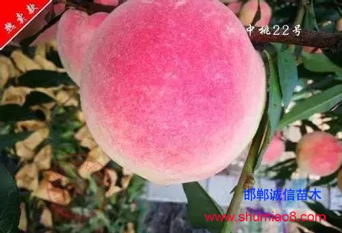什么樣的桃苗是優質桃苗？桃子種類日漸多樣化，咱們種哪個？