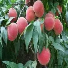 什么樣的桃苗是優質桃苗？桃子種類日漸多樣化，咱們種哪個？