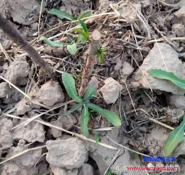 桃樹(shù)不同時(shí)刻起苗對(duì)成活的影響，你知道嗎？