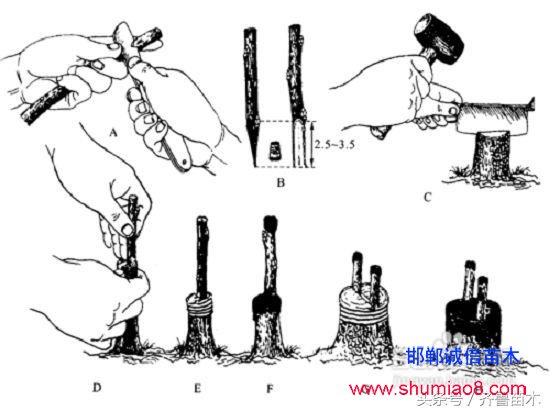 桃樹根接—桃樹接苗快速直接定植技術(shù)，果農(nóng)朋友你不想試一下嗎？