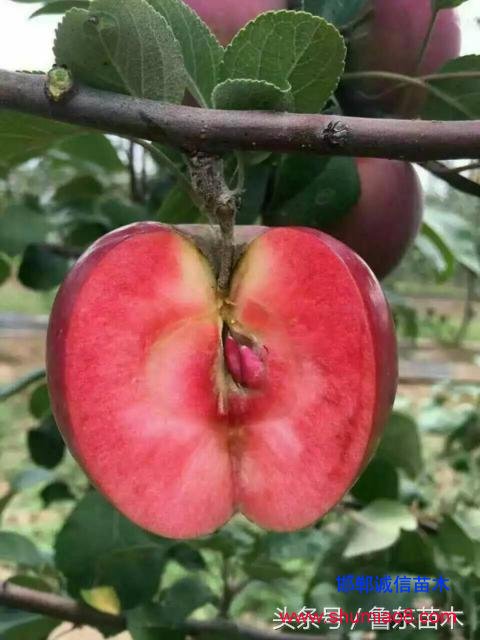 怎么區(qū)分紅肉蘋果苗真?zhèn)危啃【幗棠憬^技！