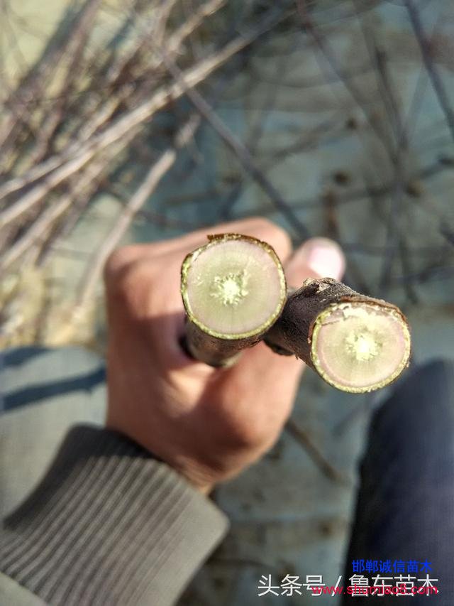怎么區(qū)分紅肉蘋果苗真?zhèn)危啃【幗棠憬^技！