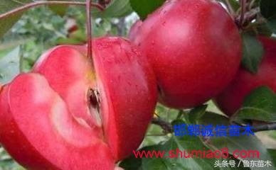 怎么區(qū)分紅肉蘋果苗真?zhèn)危啃【幗棠憬^技！