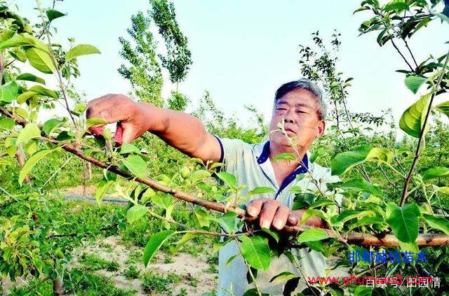 蘋(píng)果疏果