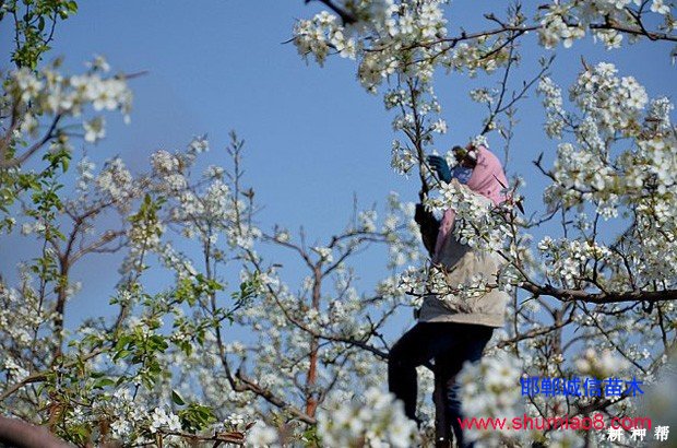 梨樹(shù)如何進(jìn)行疏花疏果？
