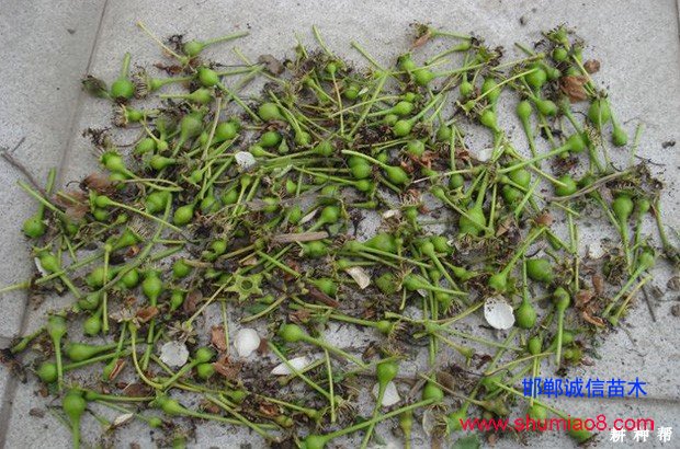 梨樹(shù)如何進(jìn)行疏花疏果？