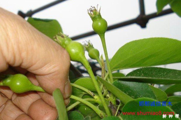 梨樹(shù)如何進(jìn)行疏花疏果？