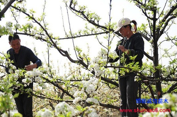 梨樹(shù)如何進(jìn)行疏花疏果？