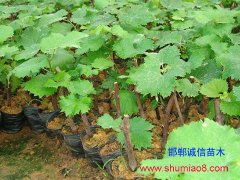 <b>永年3公分葡萄苗供應</b>