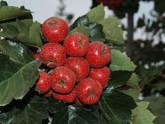 肥鄉1公分山楂樹苗批發