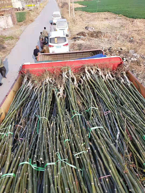 3公分核桃苗裝車(chē)中