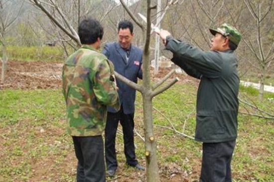 1一4年核桃樹如何修剪，分層修剪并處理背后枝