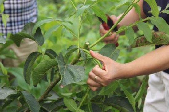 1一4年核桃樹如何修剪，分層修剪并處理背后枝