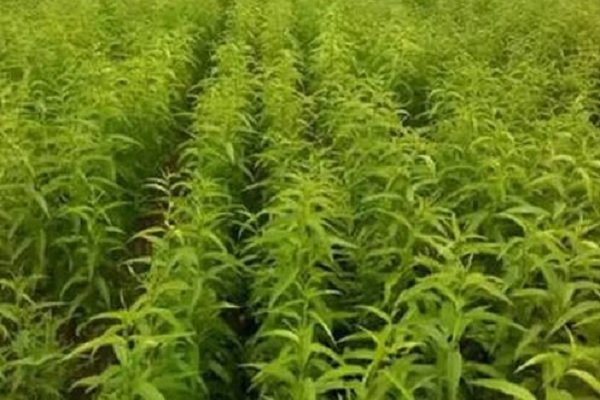 桃樹(shù)苗種植步驟 注意事項(xiàng)有哪些