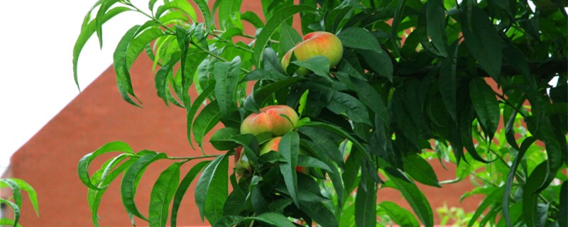 桃樹(shù)苗種植技術(shù)